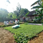 Jual Rumput Taman di Kota Jogja